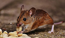 24 Hour & Emergency Exterminators in St George, VA